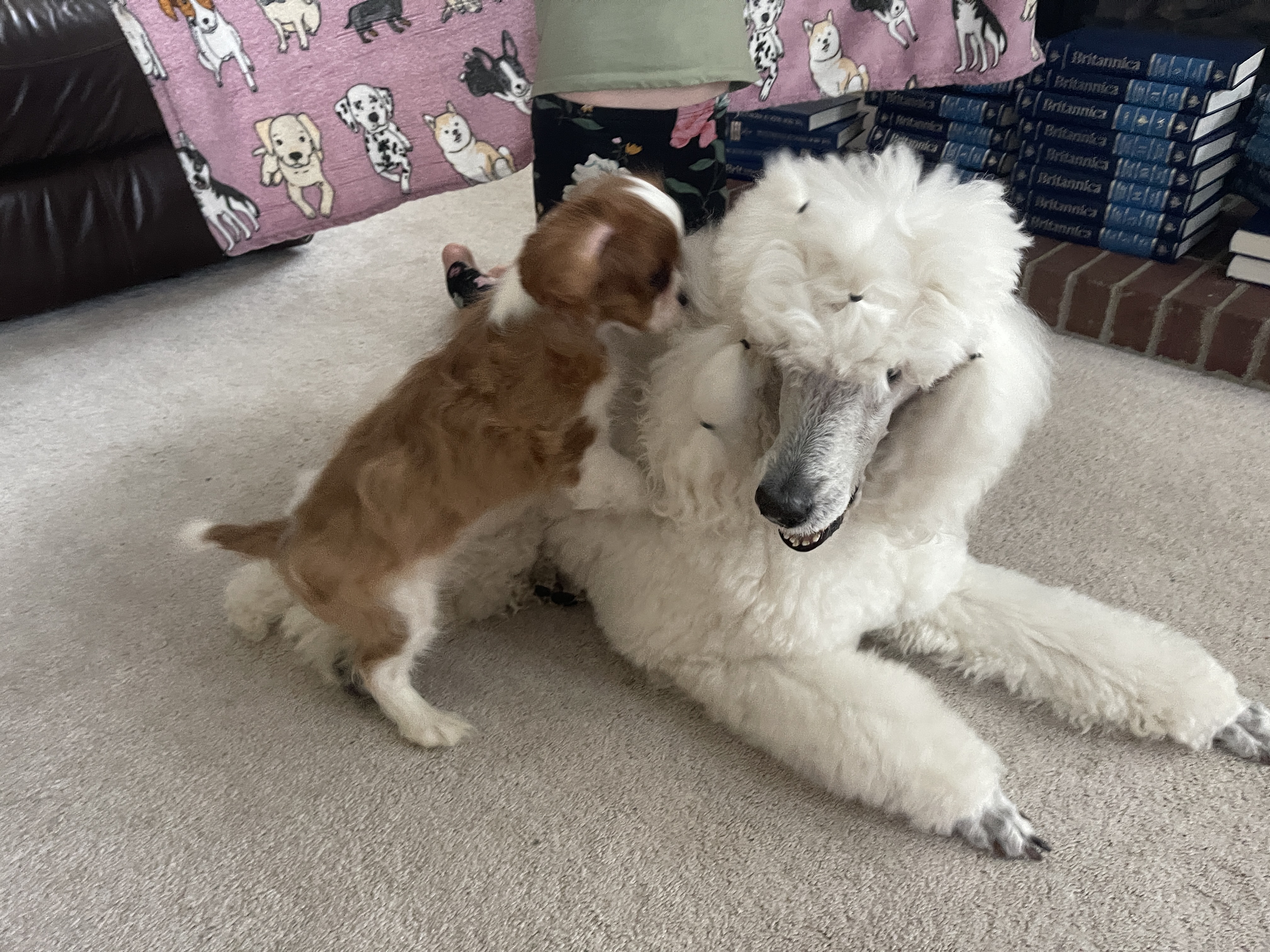 How we deliver a responsible Cavalier King Charles Spaniel breeding experience.