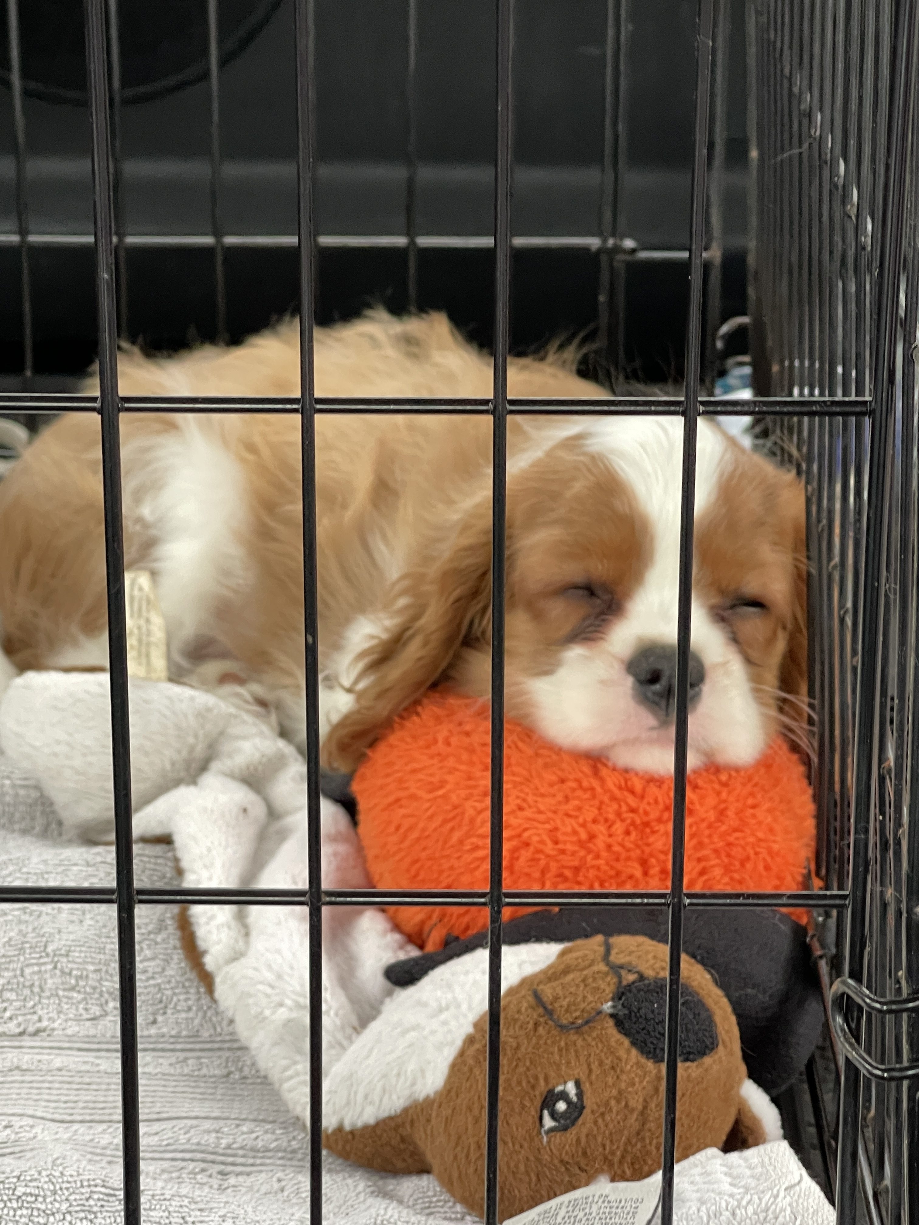 Importance of health testing in the Cavalier King Charles Spaniel breeding experience.