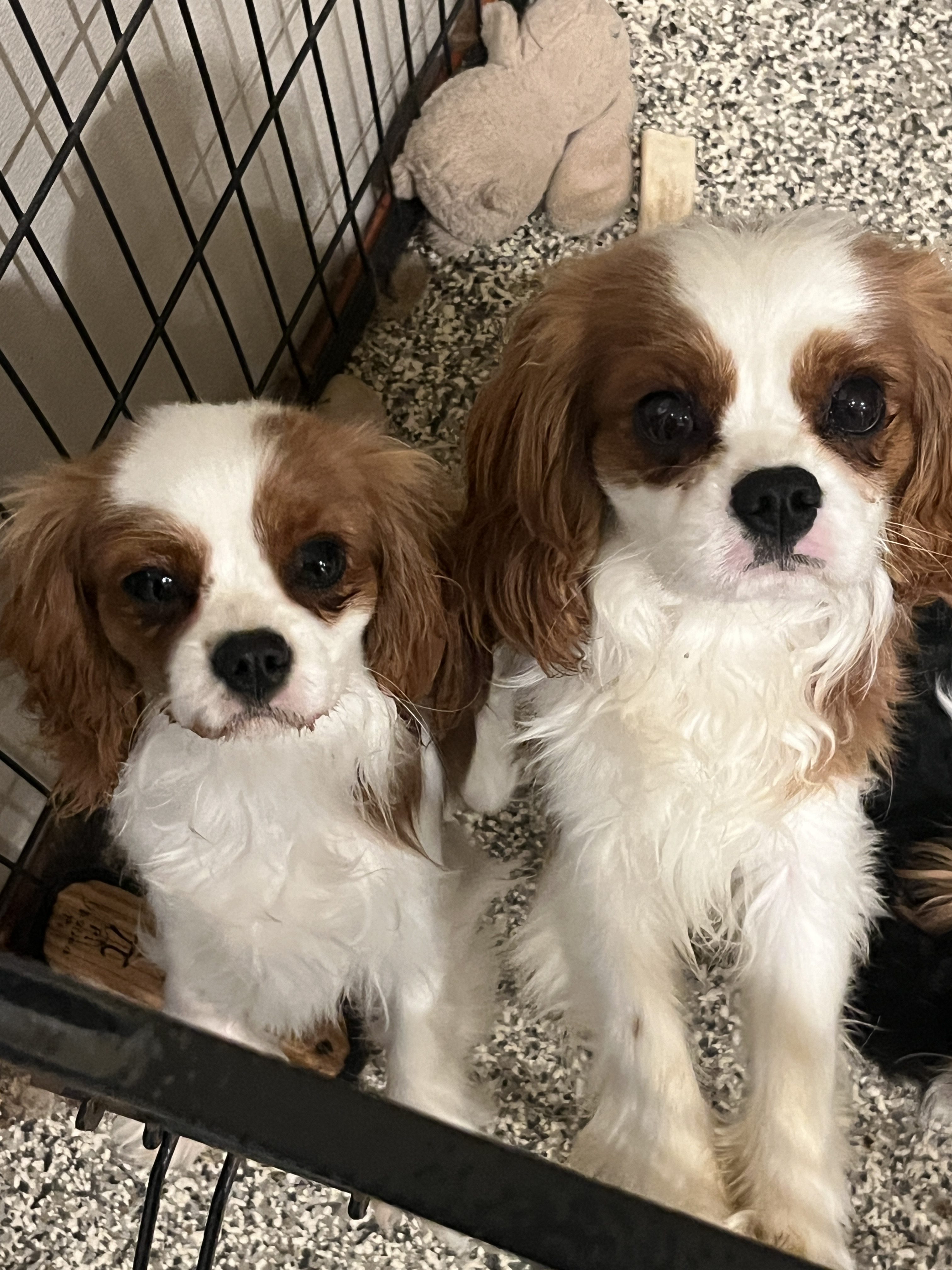 Our Cavalier King Charles Spaniel kennel puppies.